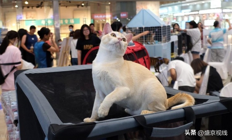 沈阳：宠物名猫展萌翻市民