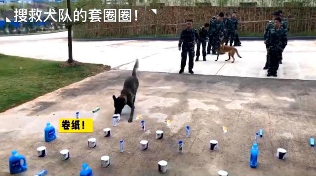 警犬帮训导员选福利拿了两卷卫生纸警犬：知道你单身缺纸