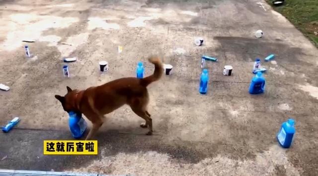 警犬帮训导员选福利拿了两卷卫生纸警犬：知道你单身缺纸