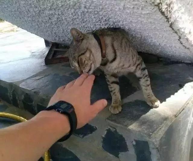 流浪猫在酒店蹭吃蹭喝5年，最后被小伙相中，毫不犹豫跟着上了车