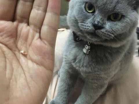 猫咪变老的5个迹象很多人都看不出来要好好珍惜它