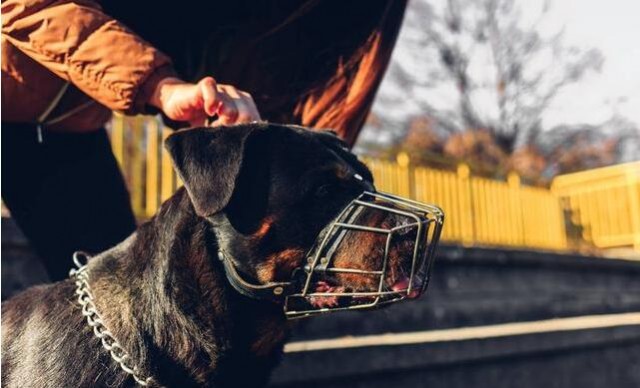 罗威纳犬是否值得饲养？这四点足以证明！